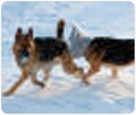 Rocky, Slater & Stoney