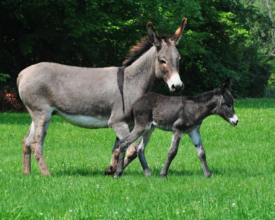 SHRIMP the "Miracle Donkey!"