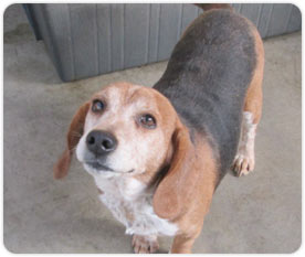 Beagle & Newfoundland
