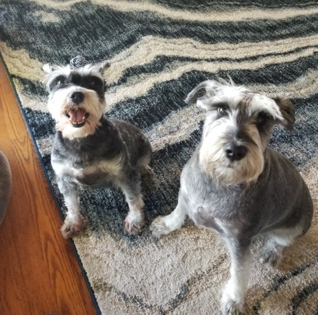 Two Dogs 9 Years Apart